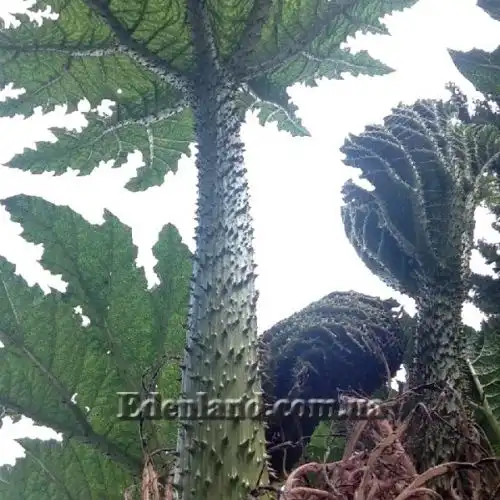 Изображение черешок с колючками