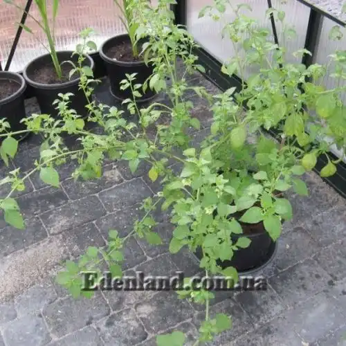 Изображение Джалтомата лежачая  - Jaltomata procumbens