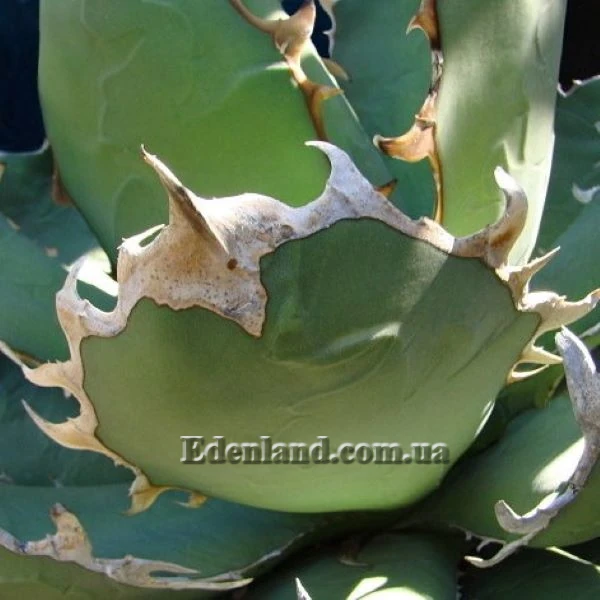 Изображение Агава Отеро  - Agave oteroi  