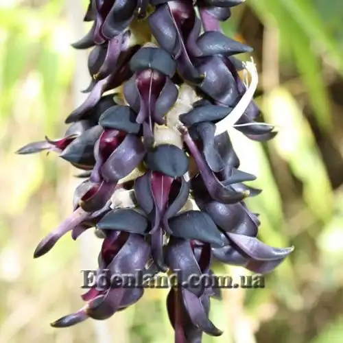 Мукуна пекуча - Mucuna pruriens