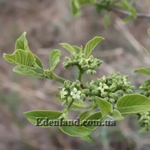 Изображение Вангерия несчастная - Vangueria infausta