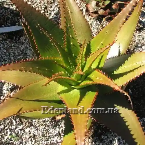 Зображення доросла рослина