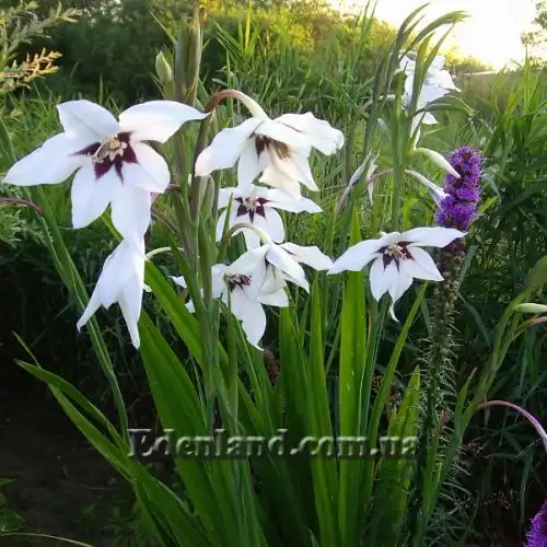 Изображение Ацидантера двухцветная - Acidanthera bicolor