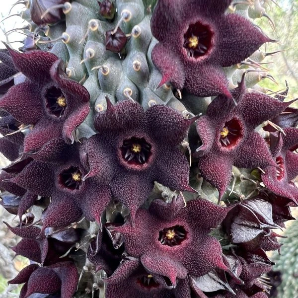 Худія волосконосна - Hoodia pilifera 