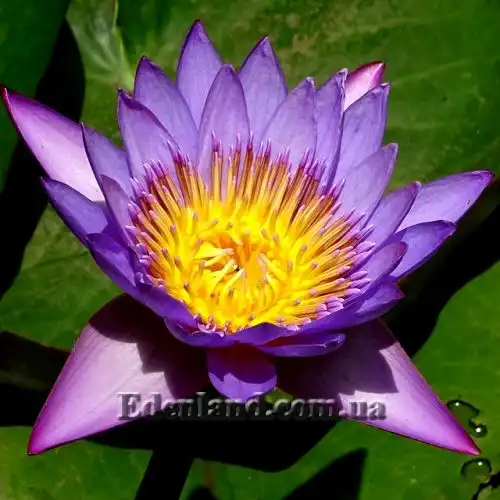 Зображення Німфея (Латаття) Нухалі - Nymphaea nouchali