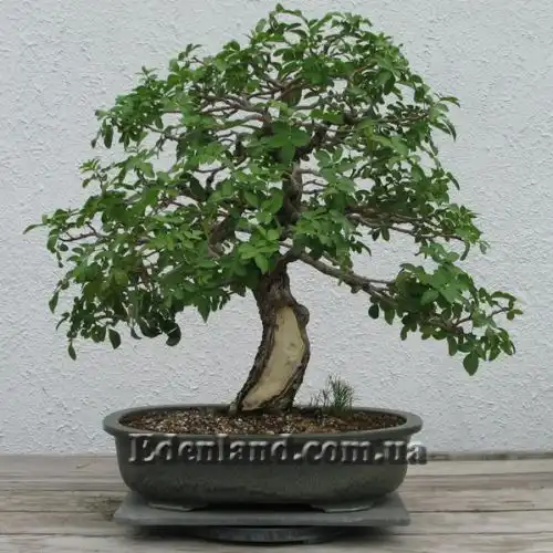 Изображение Шинус фисташколистный - Schinus terebinthifolius