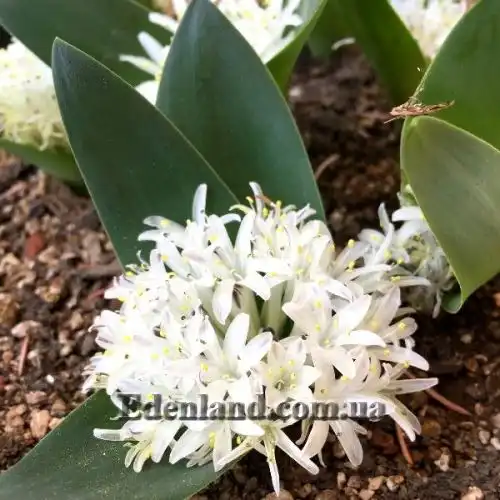 Изображение Лахеналия мечелистная - Lachenalia ensifolia