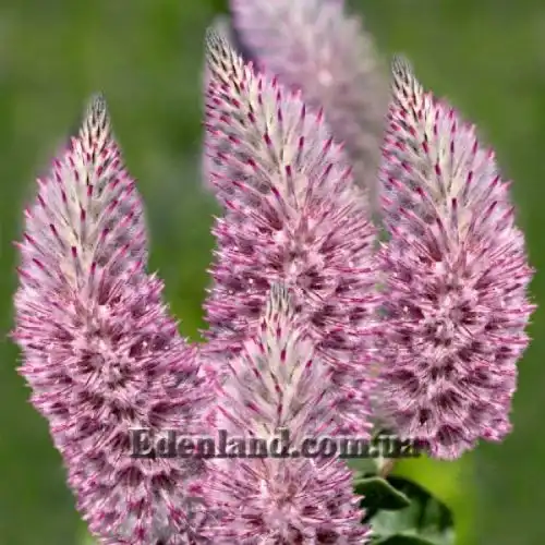 Изображение Птилотус возвышенный - Ptilotus exaltatus