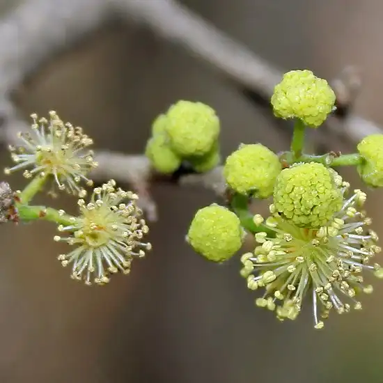Изображение цветы