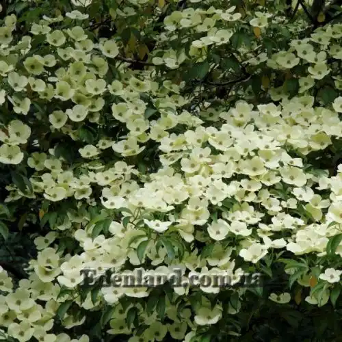 Изображение Кизил головчатый - Cornus capitata 