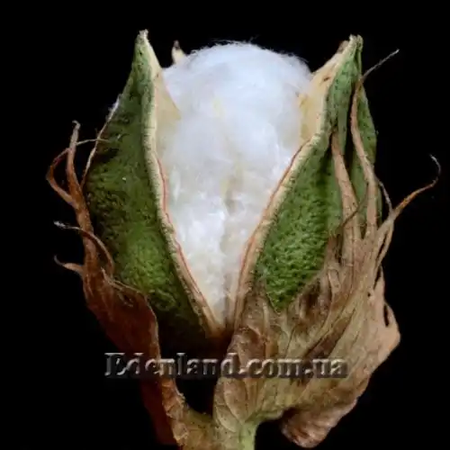 Изображение Госсипиум (хлопчатник) мохнатый - Gossypium hirsutum