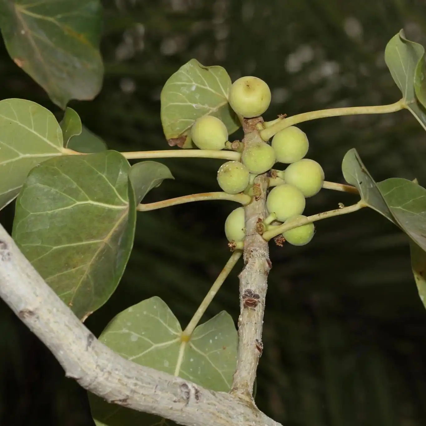 Зображення плоди