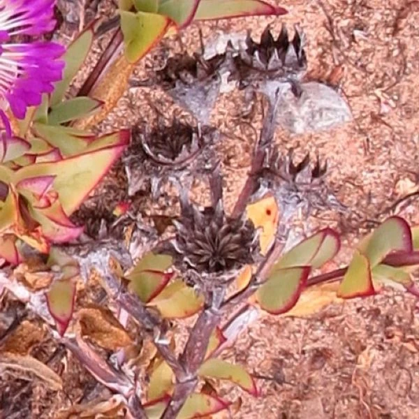 Изображение Эрепсия Пилланс  - Erepsia pillansii