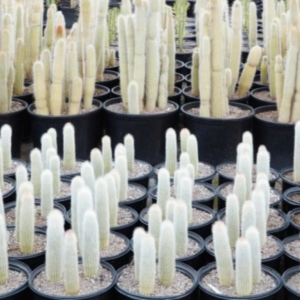 Зображення Клейстокактус Штрауса - Cleistocactus strausii 