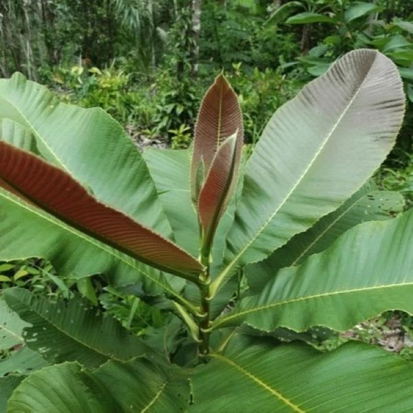 Изображение Дилления пятипестичная  - Dillenia pentagyna 