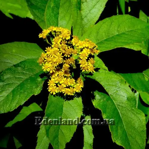 Изображение Блюмея бальзамическая - Blumea balsamifera