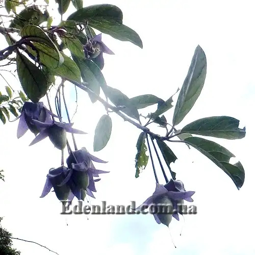 Изображение Трианея красивая - Trianaea speciosa