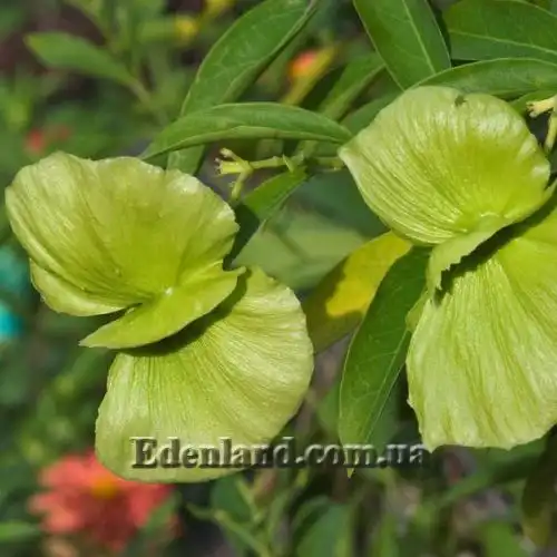 Изображение Масканья крупнокрылая - Mascagnia macroptera