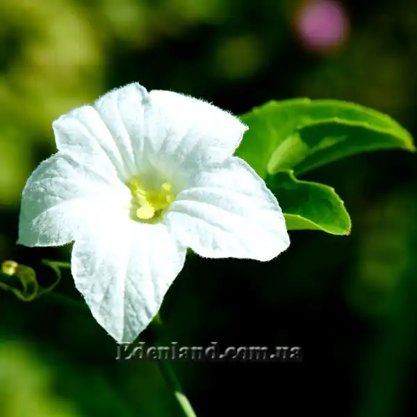 Изображение цветок