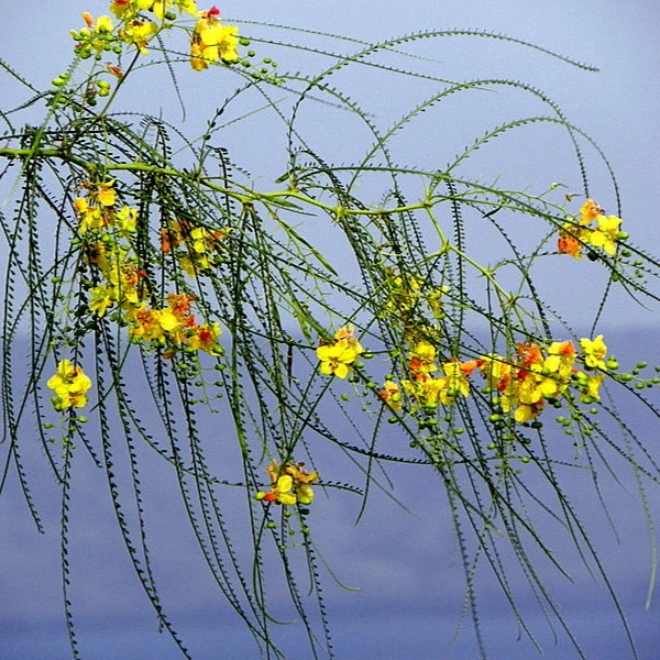 Зображення Паркінсонія шипувата - Parkinsonia aculeata 