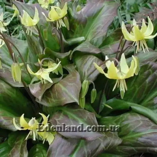 Зображення Еритроніум загорнутий Пагода - Erythronium revolutum Pagoda