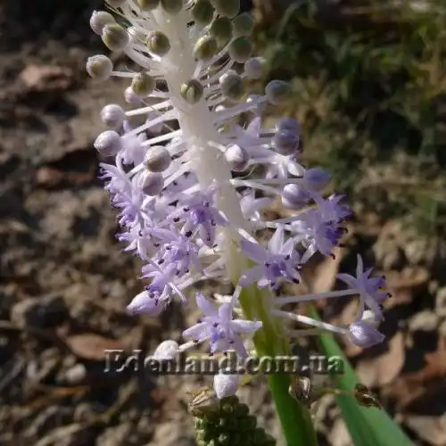 Изображение Сцилла широколистная - Scilla latifolia