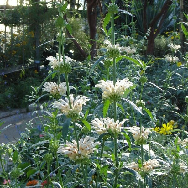 Зображення Леонотіс леонурус білоквітковий - Leonotis leonurus Alba