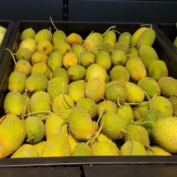 Зображення Момордика дводомна - Momordica dioica  