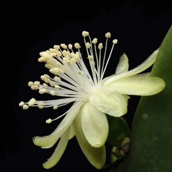 Зображення Міртилокактус геометричний - Myrtillocactus geometrizans 