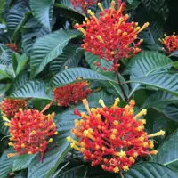 Зображення Ісертія Хенке