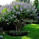 Изображение Витекс священный  - Vitex agnus - castus