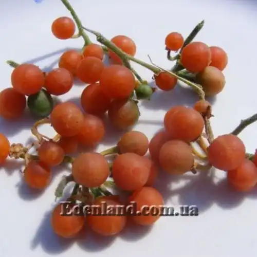 Изображение Паслен черный Отриколи - Solanum nigrum Otricoli