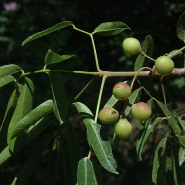 Зображення плоди