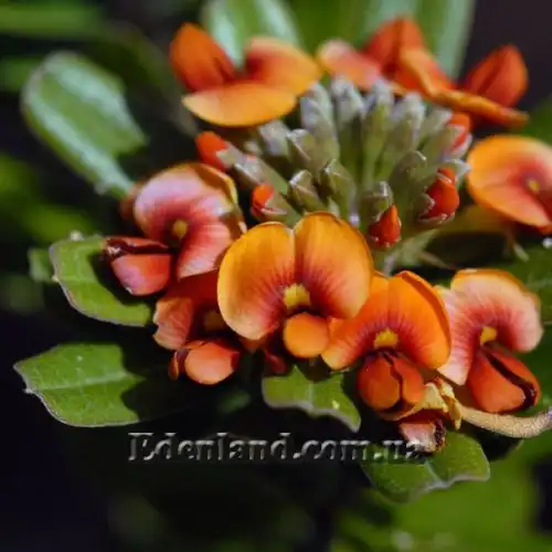 Зображення Гастролобіум дволопатевий - Gastrolobium bilobum