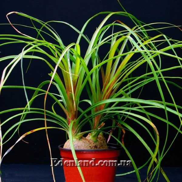 Изображение Бокарнея гватемальская - Beaucarnea guatemalensis