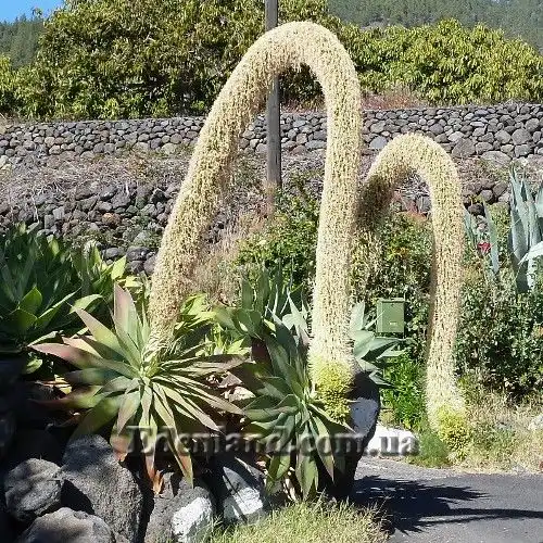 Изображение Агава оттянутая подвид оттянутая - Agave attenuata subsp. attenuate