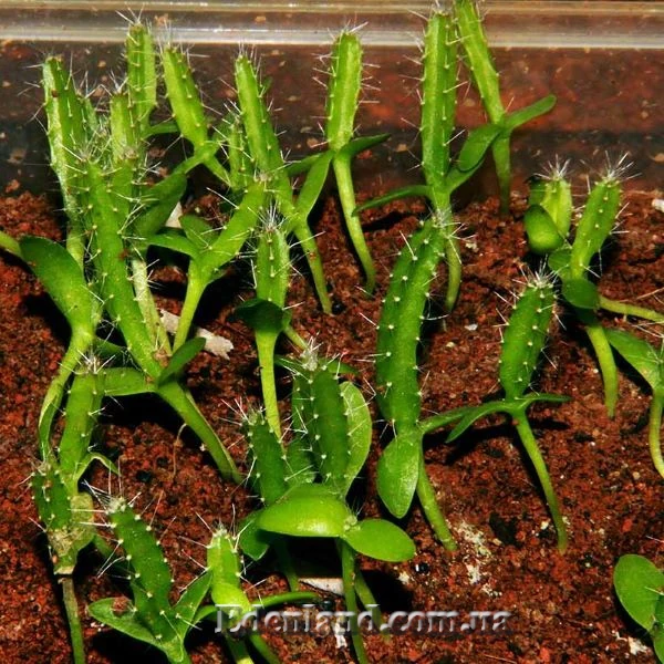 Изображение сеянцы