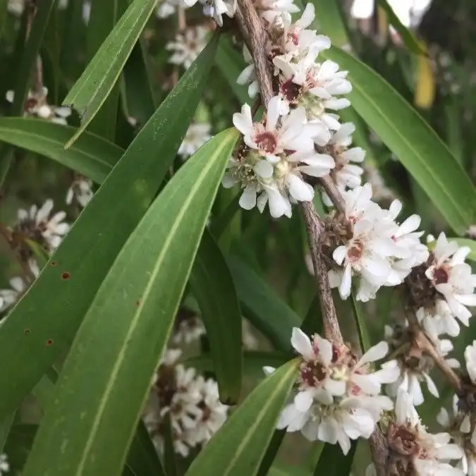 Изображение Агонис изогнутый  - Agonis flexuosa