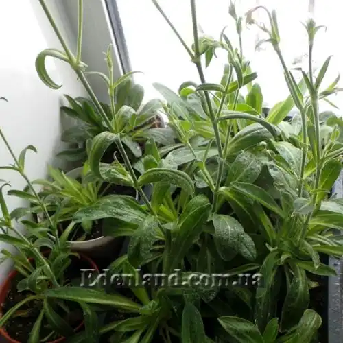 Изображение Смолёвка капская - Silene Capensis