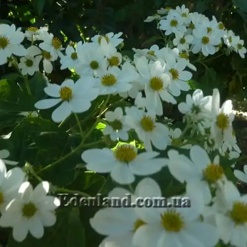Зображення Монтаноа гібіскусолістна - Montanoa hibiscifolia