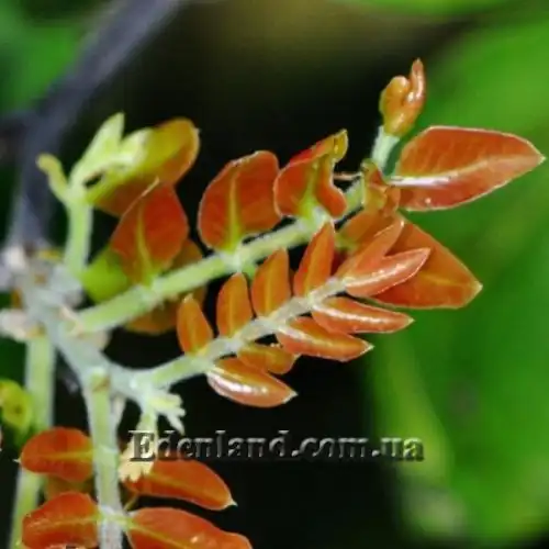 Зображення Шотія короткопелюсткова - Schotia brachypetal