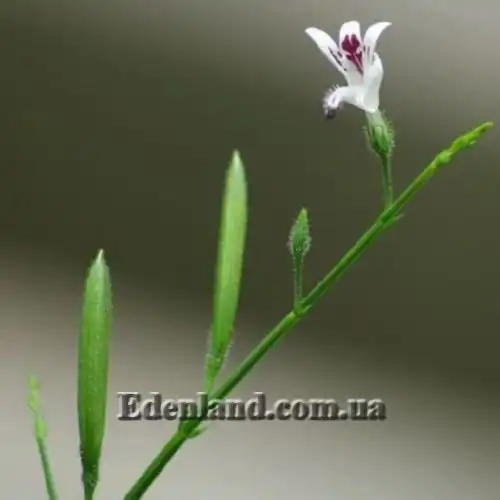 Изображение Андрографис метельчатый - Andrographis paniculata