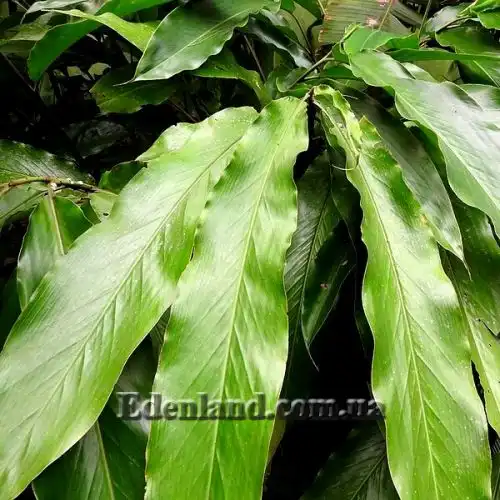 Изображение Альпиния малаккская - Alpinia malaccensis