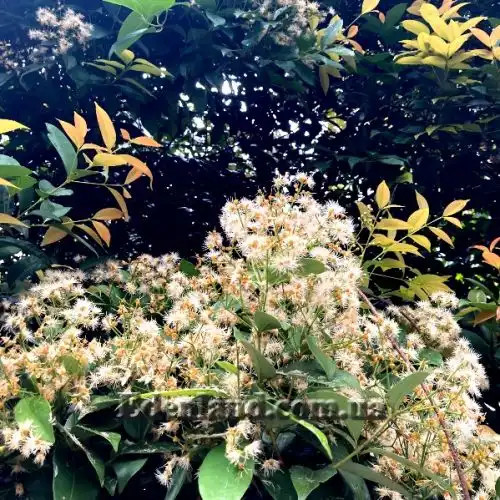 Изображение Евгения миртолистная - Eugenia myrtifolia