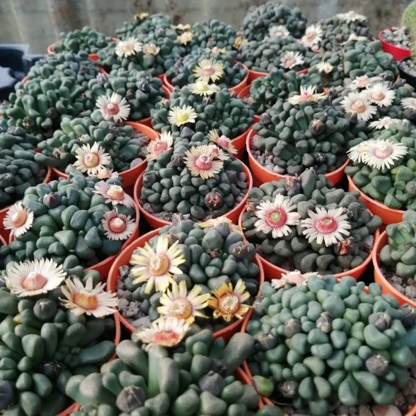 Изображение Алоинопсис Шунеса  - Aloinopsis schooneesii