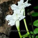 Изображение Долихандрона мелкопильчатая - Dolichandrone serrulata