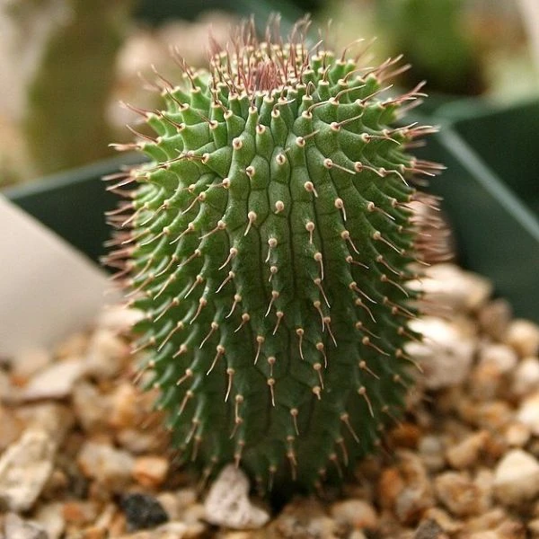 Зображення Худія волосконосна - Hoodia pilifera 