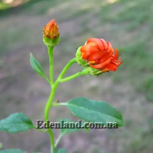 Изображение начало цветения