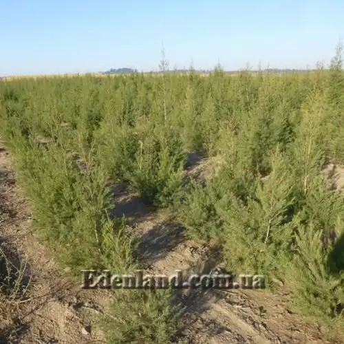 Изображение Аспалатус линейный - Aspalathus linearis