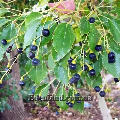 Коричник камфорный - Cinnamomum camphora